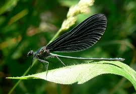 Attēlu rezultāti vaicājumam “Odonata”