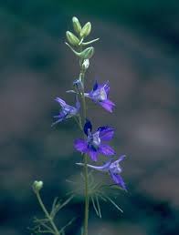 Image result for Consolida ajacis oder Consolida regalis