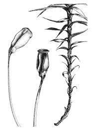 Attēlu rezultāti vaicājumam “Polytrichastrum formosum”