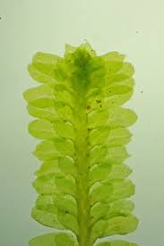 Attēlu rezultāti vaicājumam “Diplophyllum albicans”