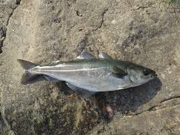 Image result for Pollachius virens