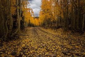 Image result for Cloth Of Gold Field Archery Club