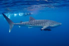 Image result for Rhincodon typus