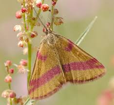 Attēlu rezultāti vaicājumam “Lythria cruentaria”