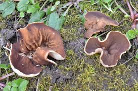 Attēlu rezultāti vaicājumam “Disciotis venosa”