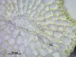 Attēlu rezultāti vaicājumam “Pohlia wahlenbergii macro”