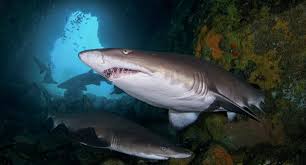 Image result for Great Western Divers