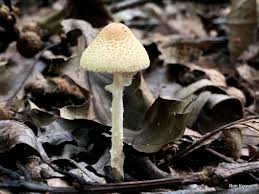 Attēlu rezultāti vaicājumam “Lepiota clypeolaria”