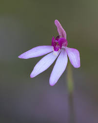 Attēlu rezultāti vaicājumam “Caloplaca scopularis”