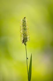 Attēlu rezultāti vaicājumam “Phleum phleoides fruit”