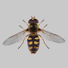 Attēlu rezultāti vaicājumam “Didea alneti”