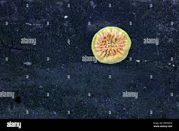 Attēlu rezultāti vaicājumam “Pseudomerulius aureus”