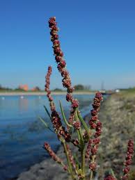 Attēlu rezultāti vaicājumam “Atriplex littoralis leaf”
