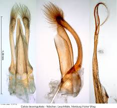 Attēlu rezultāti vaicājumam “Calvia decemguttata imago”