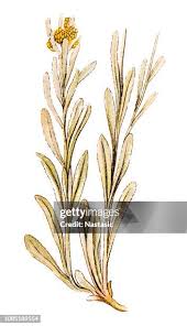 Attēlu rezultāti vaicājumam “Helichrysum arenarium leaf”