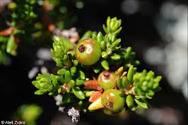 Attēlu rezultāti vaicājumam “Empetrum nigrum fruit”