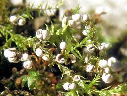 Attēlu rezultāti vaicājumam “Diderma floriforme”