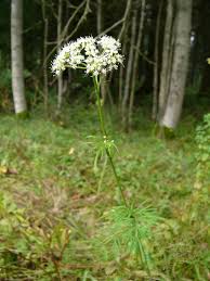 Attēlu rezultāti vaicājumam “Cnidium dubium”