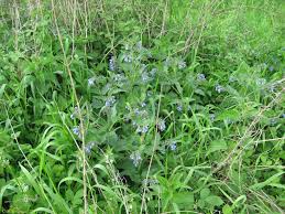 Attēlu rezultāti vaicājumam “Symphytum asperum”