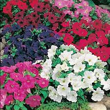 Image result for Petunia hybrida