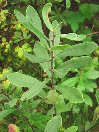 Attēlu rezultāti vaicājumam “Myrica gale”