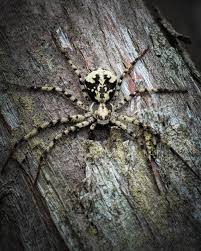 Attēlu rezultāti vaicājumam “Philodromus margaritatus”