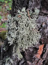 Attēlu rezultāti vaicājumam “Pseudevernia furfuracea”