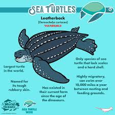 Image result for Dermochelys coriacea
