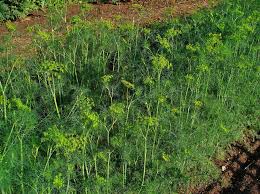 Attēlu rezultāti vaicājumam “Anethum graveolens leaf”