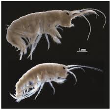 Attēlu rezultāti vaicājumam “Amphipoda”