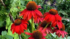 Image result for roter Sonnenhut