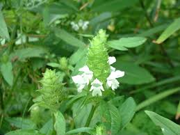 Attēlu rezultāti vaicājumam “Prunella vulgaris leaf”