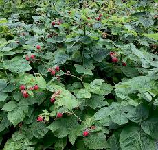 Attēlu rezultāti vaicājumam “Rubus idaeus”