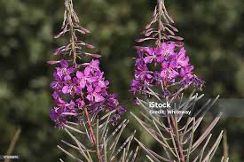 Attēlu rezultāti vaicājumam “Epilobium angustifolium flower”