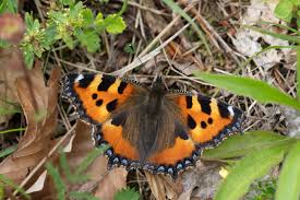 Attēlu rezultāti vaicājumam “Aglais urticae upperside”