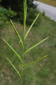 Attēlu rezultāti vaicājumam “Brachypodium pinnatum”