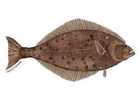 Image result for Hippoglossus hippoglossus