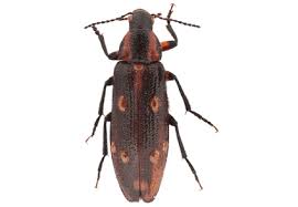 Attēlu rezultāti vaicājumam “Melandryidae”