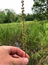 Attēlu rezultāti vaicājumam “Triglochin maritimum”