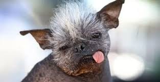 Image result for самая уродливая собака