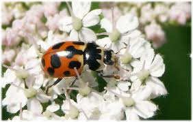 Attēlu rezultāti vaicājumam “Hippodamia notata”