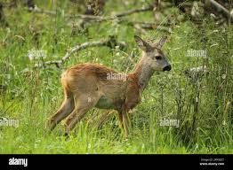 Attēlu rezultāti vaicājumam “Capreolus capreolus”