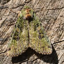 Attēlu rezultāti vaicājumam “Anaplectoides prasina”