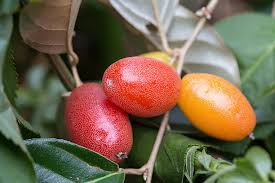 Attēlu rezultāti vaicājumam “Cinna latifolia fruit”