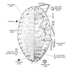 Attēlu rezultāti vaicājumam “Enteridium liceoides sessile”