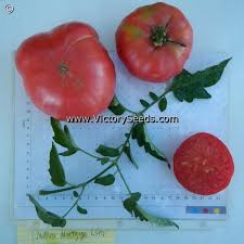 Afbeeldingsresultaat voor mortgage lifter bicolor strain tomato