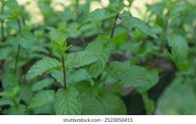 Attēlu rezultāti vaicājumam “Mentha x verticillata leaf”