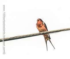 Attēlu rezultāti vaicājumam “Hirundo rustica adult”