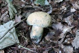 Attēlu rezultāti vaicājumam “Gyroporus cyanescens”