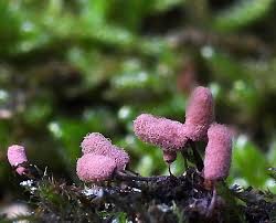 Attēlu rezultāti vaicājumam “Arcyria affinis young”